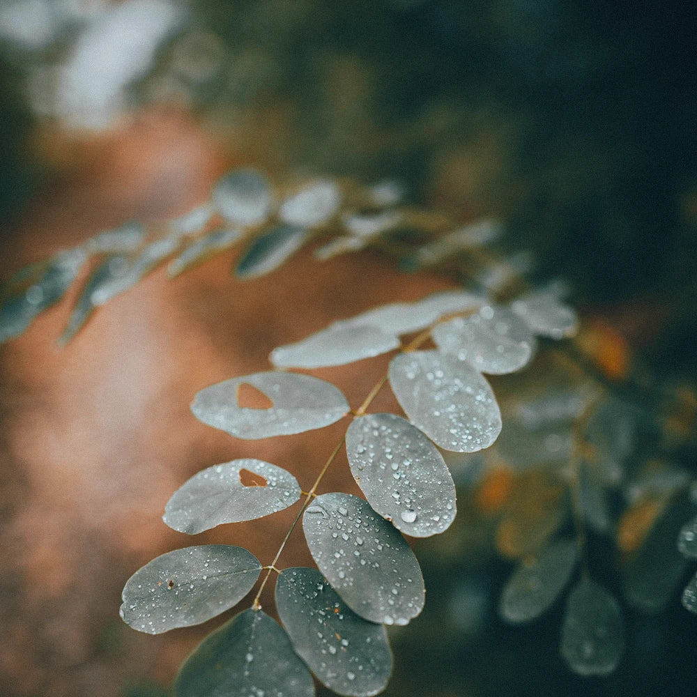 Moodbild Pflanze mit Wassertropfen auf Blatt